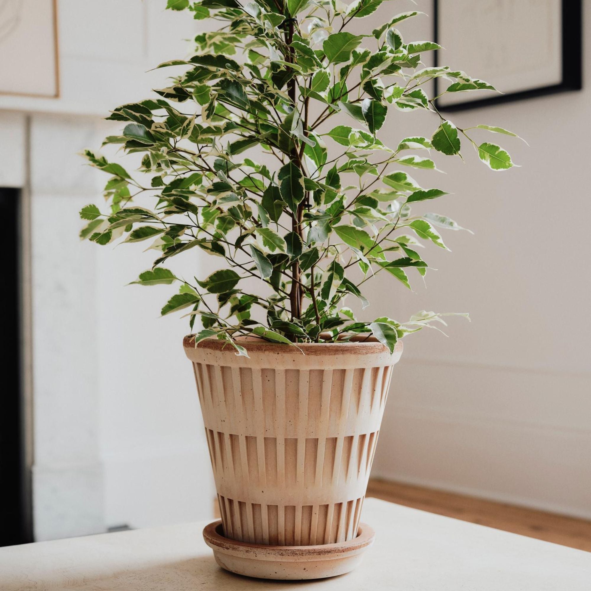 Pantheon Ø14 Planter & Saucer