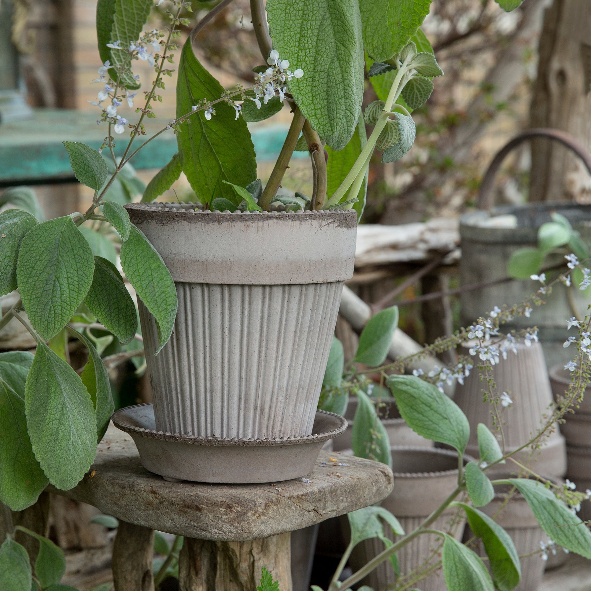 Simona Ø18 Planter & Saucer Gift Set