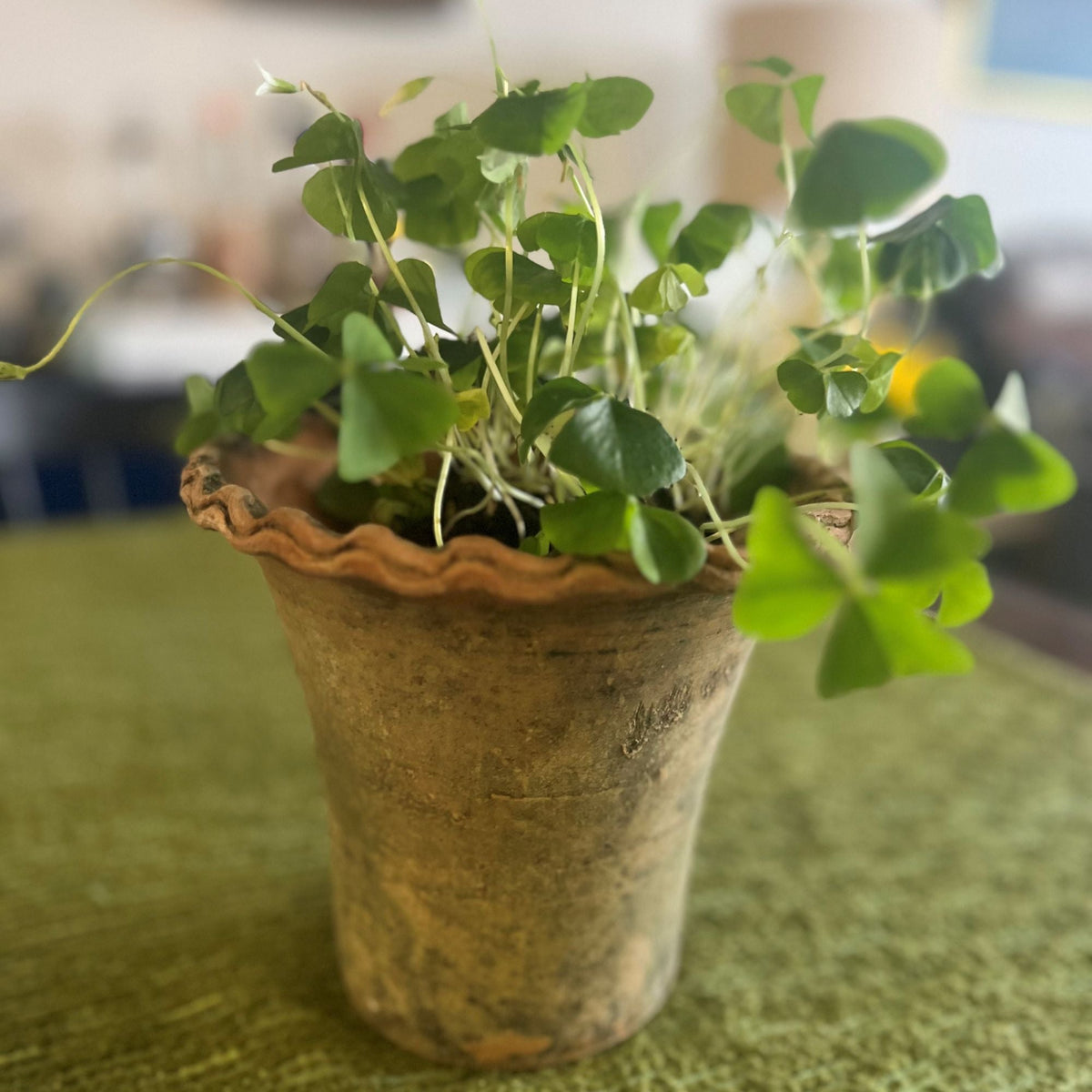 Aged Pie Crust Nursery Short Planter - 2X-Small