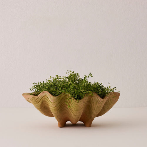 Aged Conch Shell Planter - Small