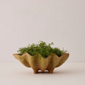 Aged Conch Shell Planter - Small