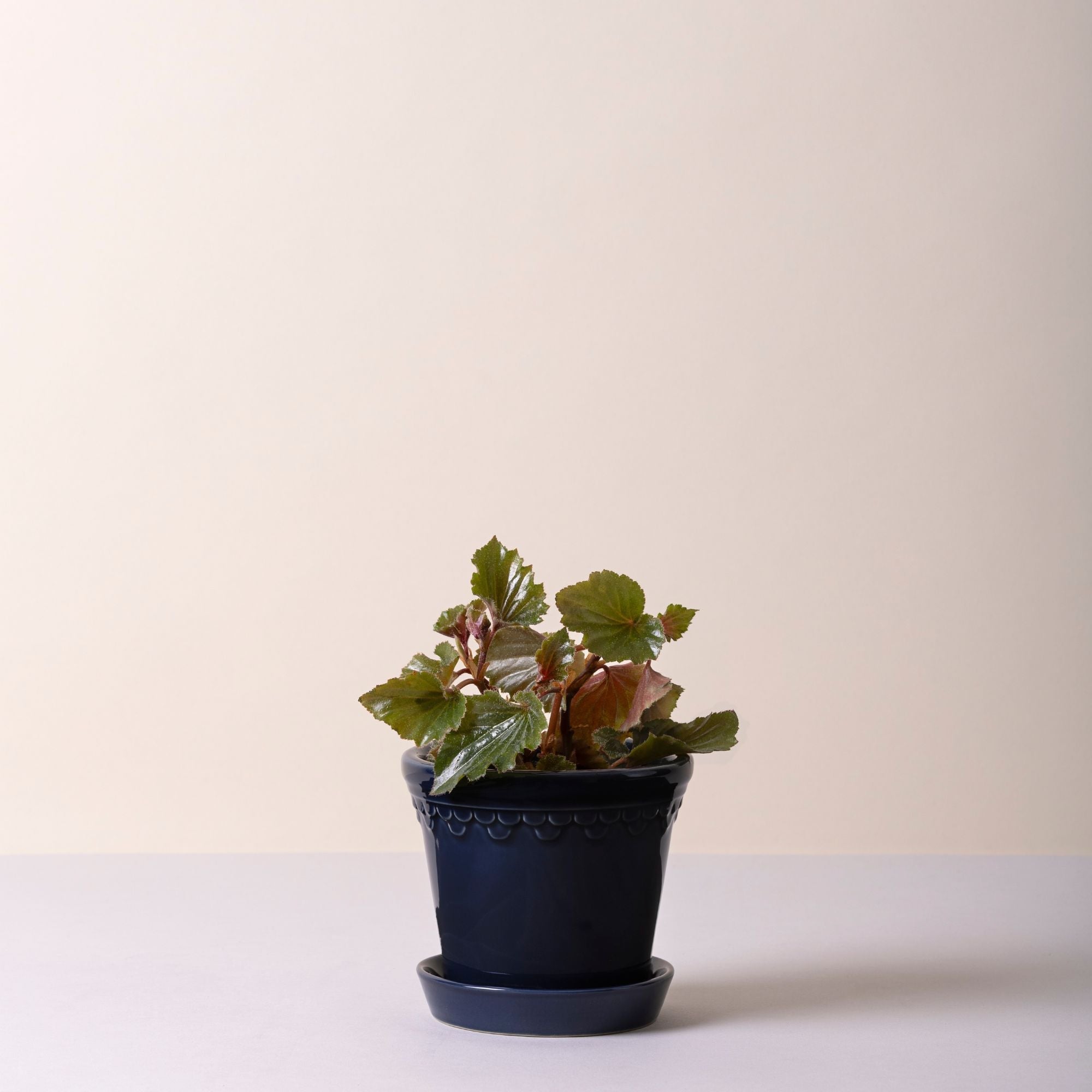 Copenhagen Ø14 Planter & Saucer
