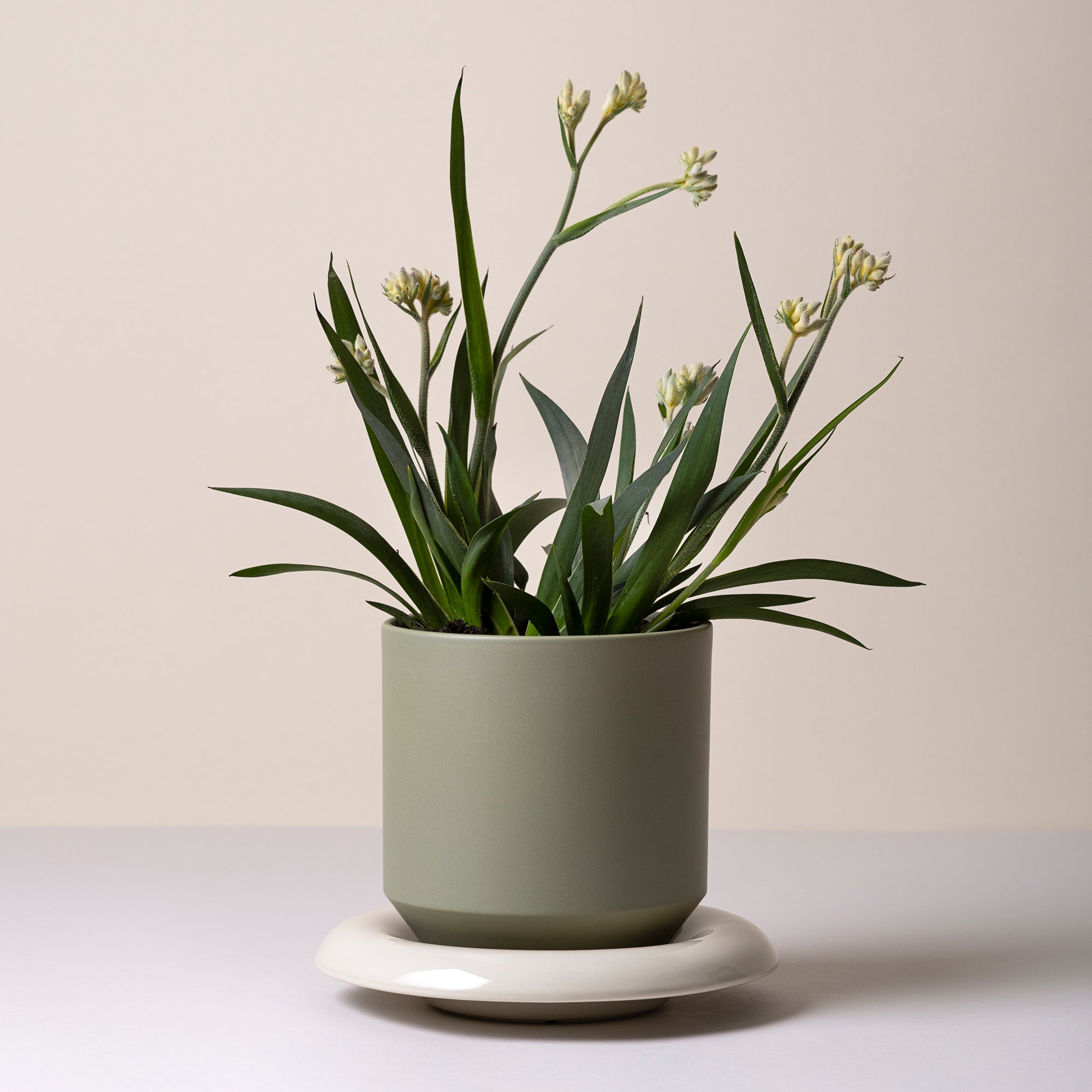 Lily Ø14 Planter