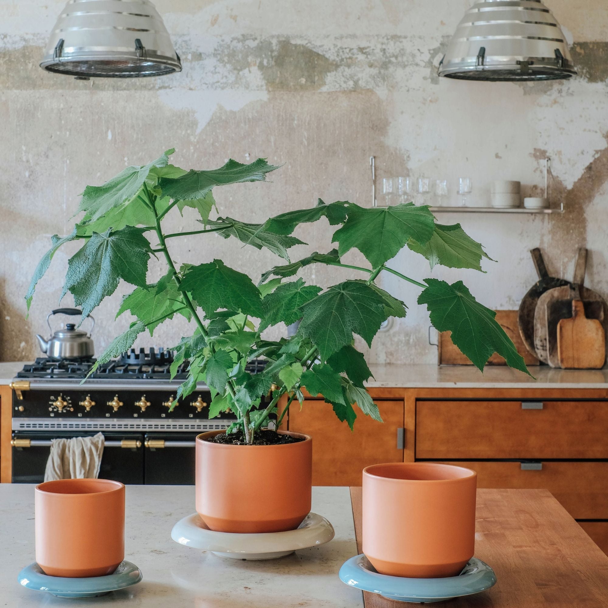 Lily Ø14 Saucer