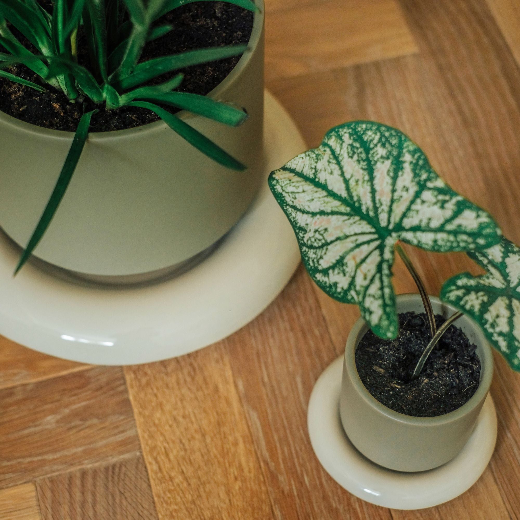 Lily Ø14 Saucer
